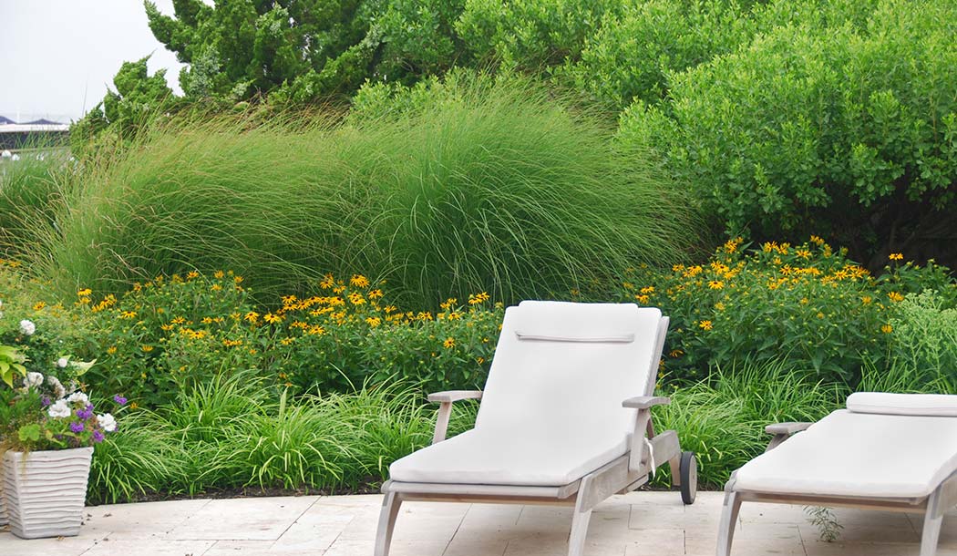 Grass Plants